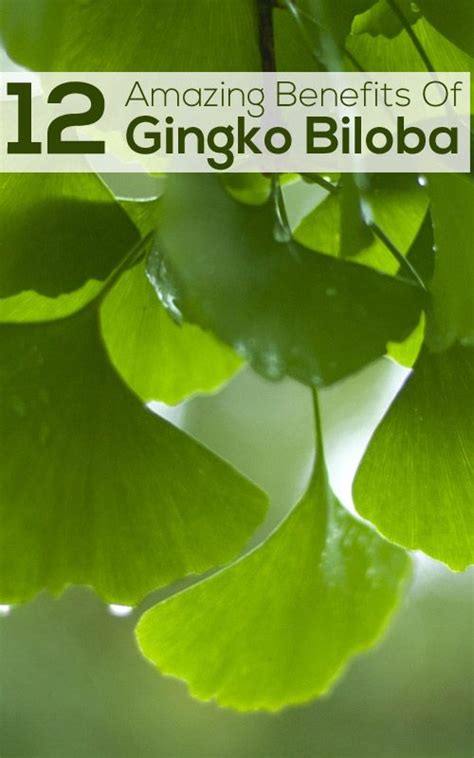 14 Ginkgo Biloba Benefits Dosage And Side Effects Artofit