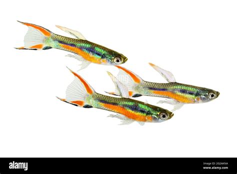 Endlers Guppy Imágenes Recortadas De Stock Alamy