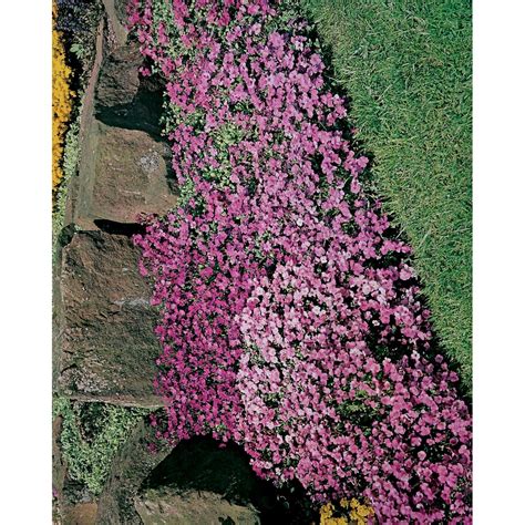 Mr Fothergills Seeds Aubretia Large Flowered Mixture Seeds The Home