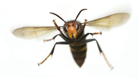 le frelon asiatique commune taule