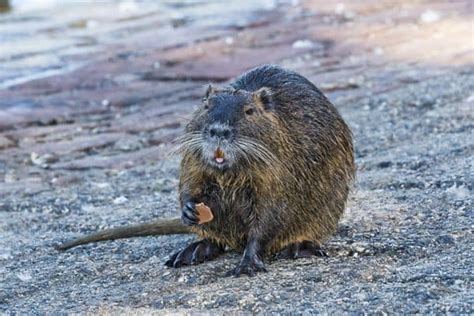 15 Animals Like Capybara With Pictures Wildlife Informer