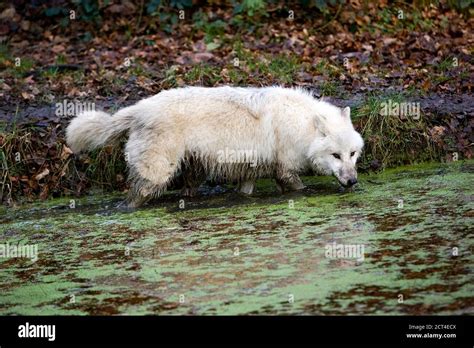 Arctic Wolf Canis Lupus Tundrarum Adult Standing In Water Hole Stock