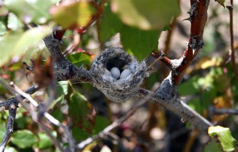 Hummingbird eggs by Takwish on DeviantArt