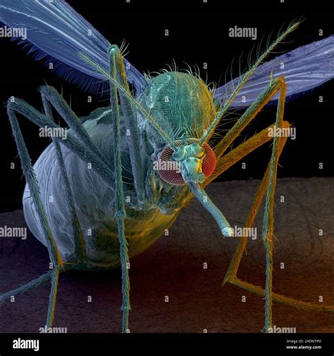 Yellow Fever Mosquito Coloured Scanning Electron Micrograph Sem Of A