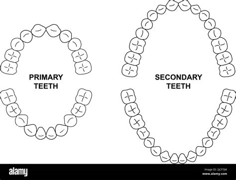 Anatomie Des Dents Secondaires Et Primaires Illustration Des M Choires