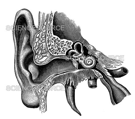 Ear Anatomy Stock Image Science Source Images