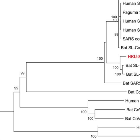 Phylogenetic Tree Construction By The Neighbour Joining Method Was