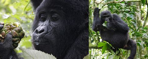 What do Gorillas eat? | Mountain Gorillas | Gorillas