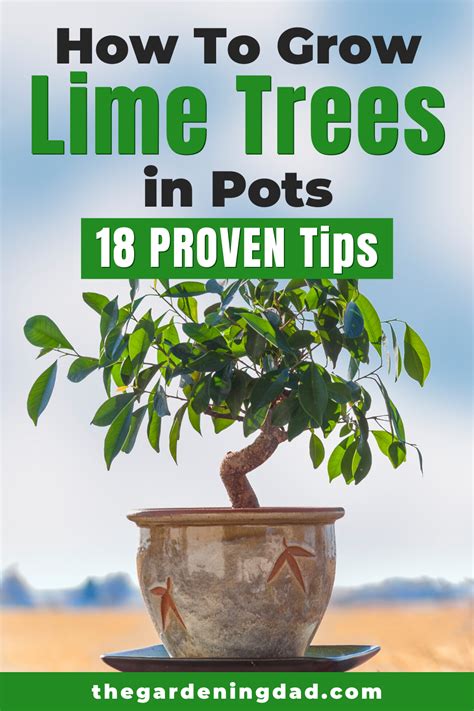 How To Grow Lime Trees In Pots Easy Tips Potted Trees Lime Tree