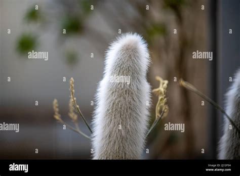 Cleistocactus Hi Res Stock Photography And Images Alamy
