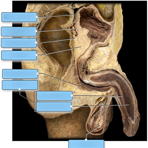 Reproductive Structures Of The Male Pelvis Diagram Quizlet