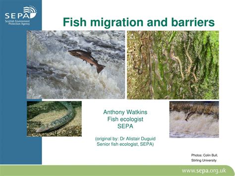 PPT - Fish migration and barriers PowerPoint Presentation, free ...