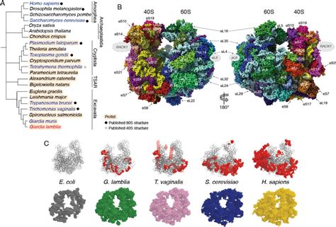 80s Ribosome Structure