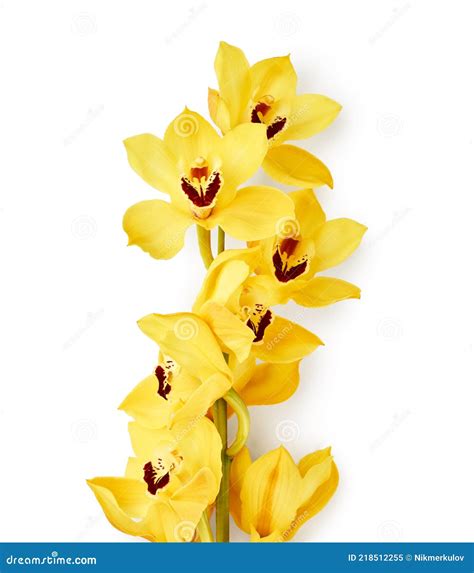 Yellow Cymbidium Orchid Flowers Stock Image Image Of Floral Blossom