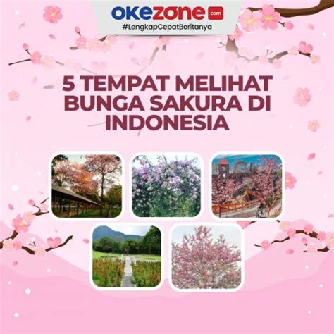 Tempat Melihat Bunga Sakura Di Indonesia Foto Okezone Infografis