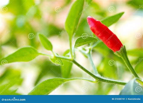 Red chilli pepper plant stock image. Image of chili, chilies - 21030741