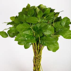 Bulk Pussy Willow Branches Toronto Bulk Flowers Wholesale