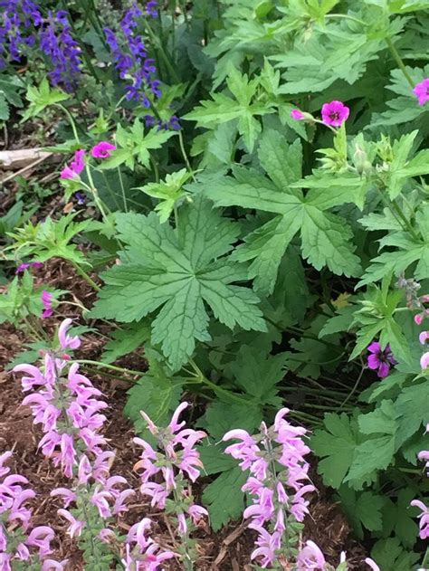 Salvia Eveline Geranium Patricia Cottage Garden Left Side Along