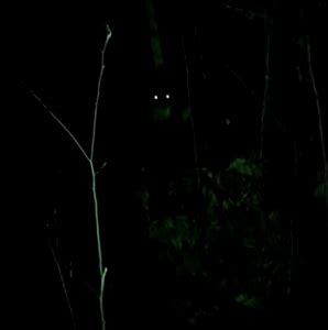 Sasquatch Chronicles On Twitter Bigfoot Caught On Camera Ohio