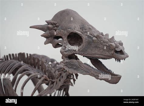 Dinosaur Skeleton On Display Inside A Museum Stock Photo Alamy