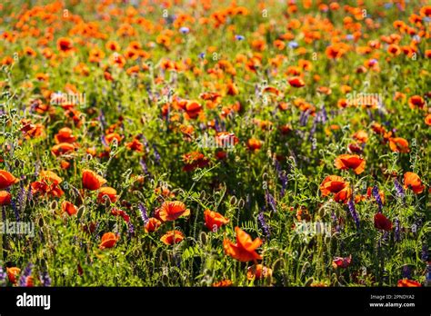 Meadow of Papaver rhoeas, with other names common poppy,corn poppy