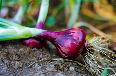 Nyesel Baru Tahu Ini 5 Langkah Cara Menanam Bawang Merah Agar Panen