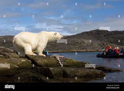 Polar Bear Stock Photo Alamy