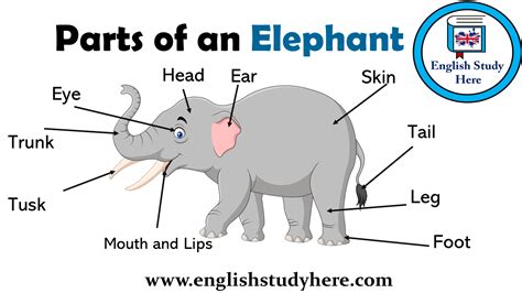 Parts of an Elephant Vocabulary - English Study Here