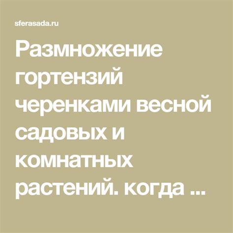 Размножение гортензий черенками весной садовых и комнатных растений ...