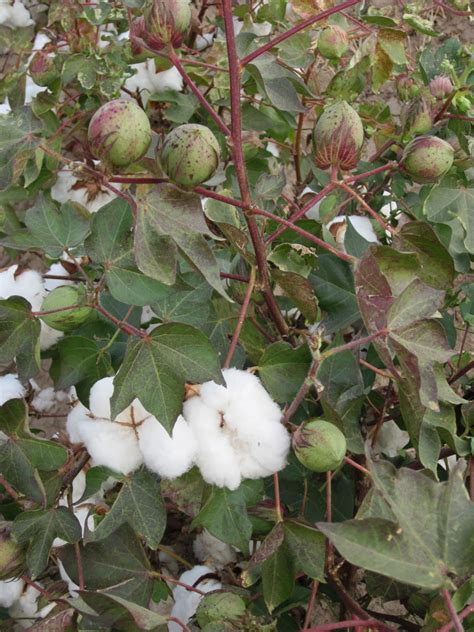 The Zees Go West Cotton Fields In October