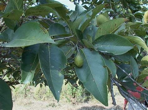 Terminalia Chebula (Haritaki) - Only Foods