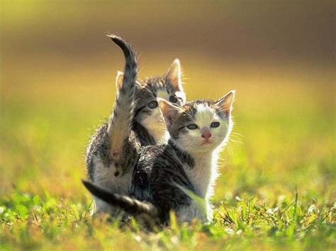 Mix Animal Wallpaper Pack 1 1024x768 Wallpapers Pictures Lovers