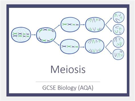 Meiosis Supplementary Slides And Worksheet Gcse Biology Aqa