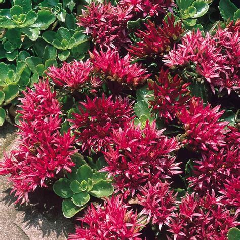 50 Sedum Spurium Summer Glory Succulent Seeds-deer Resistant | Etsy