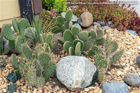 Visiting Mountain Crest Gardens Succulent Nursery In Far Northern