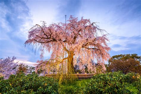 Guide To Maruyama Park See Cherry Blossoms Explore Gion In Kyoto