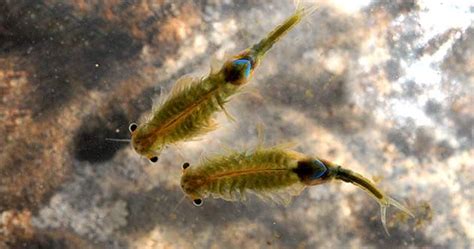 Clase Branchiopoda / Orden Anostraca Familia Branchipodidae Branchipus ...