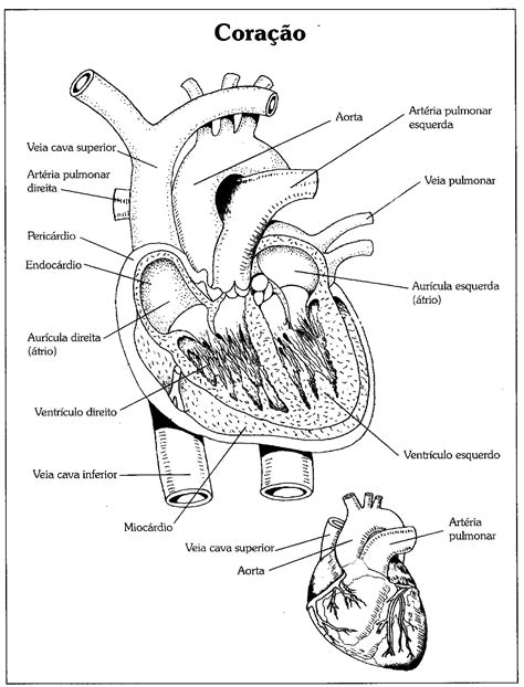 Aprendendo A Tia Debora Atlas Escolar Do Corpo Humano