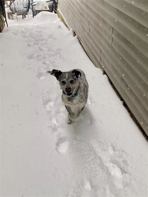 pets in need cincinnati 8