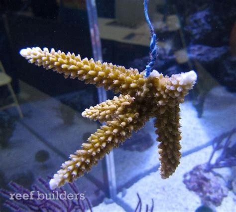 Staghorn Coral Tree Nursery by Coral Restoration Foundation takes a ...