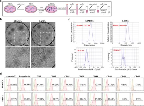 Characteristics Of Apoptotic Vesicles Apovs Derived From Mesenchymal