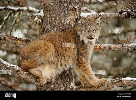 Canadian Lynx Boreal Hi Res Stock Photography And Images Alamy