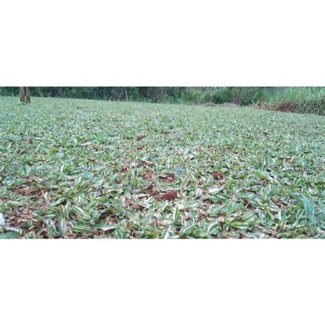 Jual Rumput Gajah Mini Varigata Shopee Indonesia