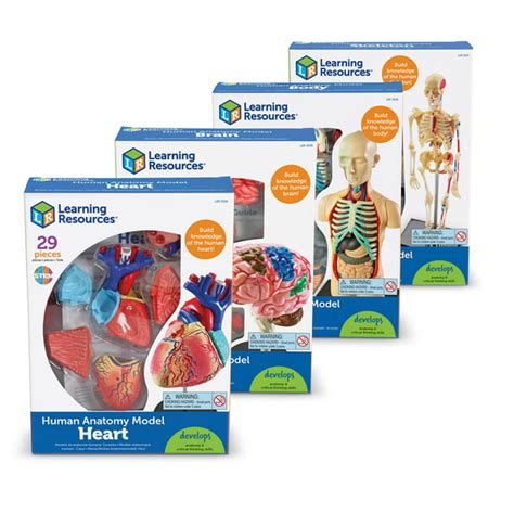 Learning Resources Anatomy Models Bundle Set - 4 STEM Anatomy Demonstration Tools, Ages 8 ...