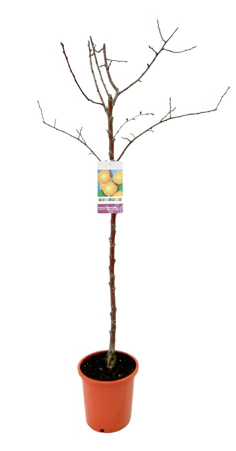 Prunus Armeniaca Albaricoque Vivercid