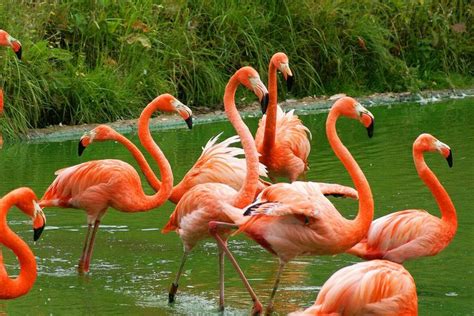 Bahamas • American Flamingo Flamingo Bird Flamingo