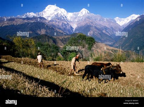 Geography Travel Nepal Farming Agriculture Annapurna Farmer
