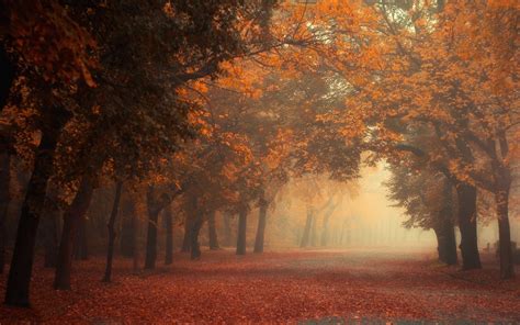 Sunlight Trees Landscape Colorful Forest Fall Leaves Nature Reflection Park Branch