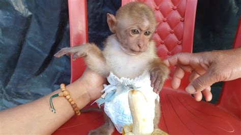 Overcoming Challenges Diapering A Rescued Baby Monkey Youtube