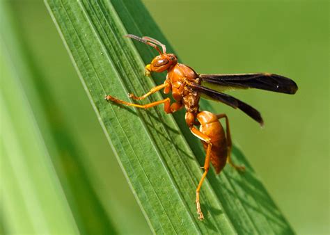 Red Wasps Stings Nests And Removal